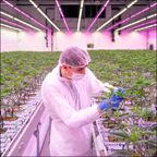 Afbeelding: Junior Teeltspecialist (Spuitlicentie 1)